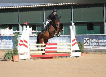Zangersheider, Jument, 7 Ans, 164 cm, Bai