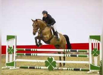 Zangersheider, Jument, 7 Ans, 164 cm, Bai