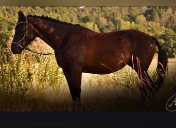 Zangersheider, Jument, 7 Ans, 164 cm, Noir