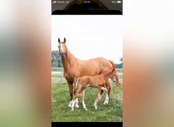 Zangersheider, Jument, 7 Ans, 165 cm, Alezan