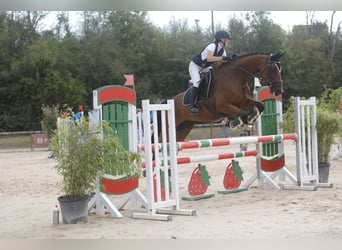 Zangersheider, Jument, 7 Ans, 165 cm, Bai