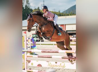 Zangersheider, Jument, 7 Ans, 165 cm, Bai