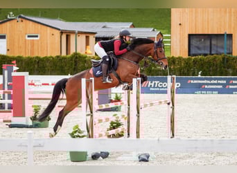 Zangersheider, Jument, 7 Ans, 165 cm, Bai