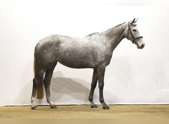 Zangersheider, Jument, 7 Ans, 165 cm