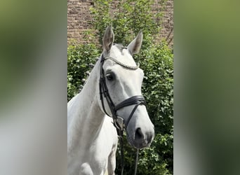 Zangersheider, Jument, 7 Ans, 166 cm, Gris pommelé