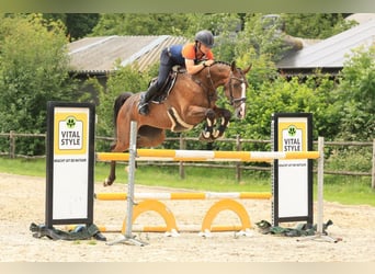 Zangersheider, Jument, 7 Ans, 166 cm, Pinto