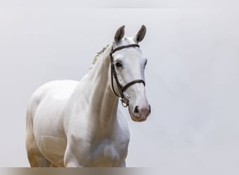 Zangersheider, Jument, 7 Ans, 167 cm, Gris