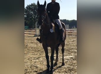 Zangersheider, Jument, 7 Ans, 168 cm, Bai