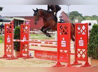 Zangersheider, Jument, 7 Ans, 168 cm, Bai