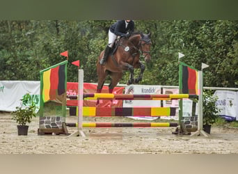 Zangersheider, Jument, 7 Ans, 168 cm, Bai
