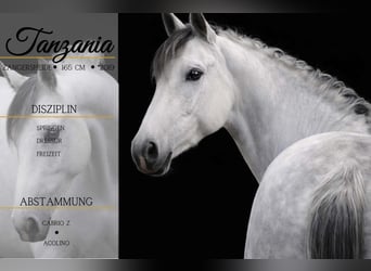 Zangersheider, Jument, 7 Ans, 168 cm, Gris noir