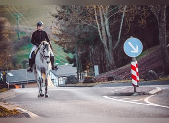 Zangersheider, Jument, 7 Ans, 168 cm, Gris noir