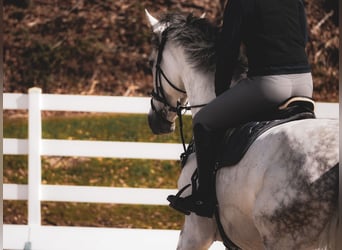 Zangersheider, Jument, 7 Ans, 168 cm, Gris noir