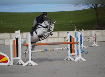 Zangersheider, Jument, 7 Ans, 168 cm, Gris noir