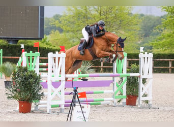 Zangersheider, Jument, 7 Ans, 170 cm, Alezan