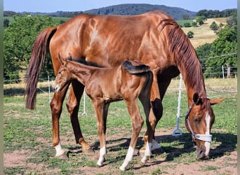 Zangersheider, Jument, 7 Ans, 170 cm, Alezan