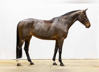 Zangersheider, Jument, 7 Ans, 170 cm, Bai