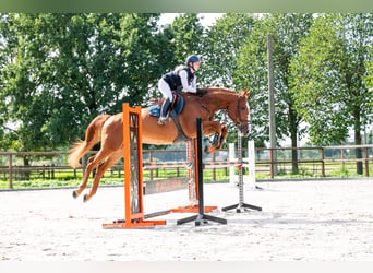 Zangersheider, Jument, 7 Ans, 174 cm, Alezan