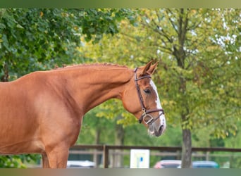 Zangersheider, Jument, 7 Ans, 174 cm, Alezan