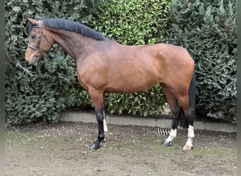 Zangersheider, Jument, 7 Ans, 175 cm, Bai