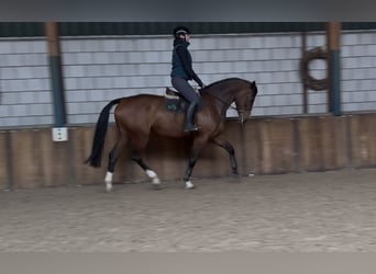Zangersheider, Jument, 7 Ans, 175 cm, Bai