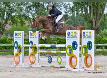 Zangersheider, Jument, 7 Ans, Alezan brûlé