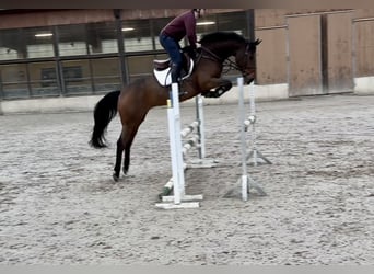 Zangersheider, Jument, 7 Ans, Bai brun