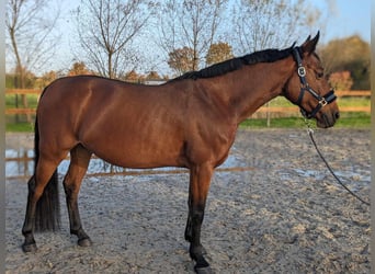 Zangersheider, Jument, 8 Ans, 155 cm, Bai