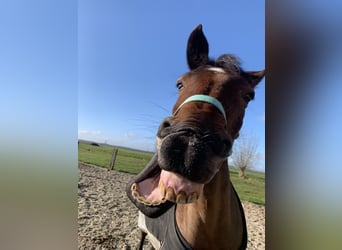Zangersheider, Jument, 8 Ans, 155 cm, Bai