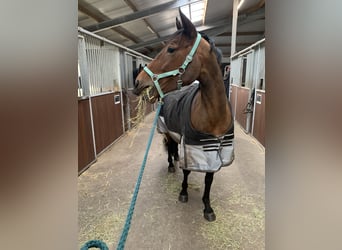 Zangersheider, Jument, 8 Ans, 155 cm, Bai