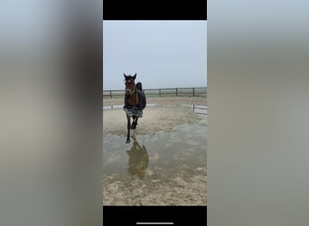 Zangersheider, Jument, 8 Ans, 155 cm, Bai