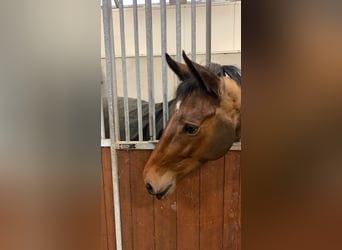 Zangersheider, Jument, 8 Ans, 155 cm, Bai