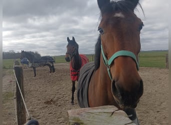 Zangersheider, Jument, 8 Ans, 155 cm, Bai