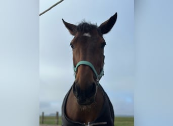 Zangersheider, Jument, 8 Ans, 155 cm, Bai