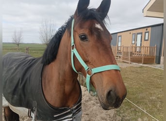 Zangersheider, Jument, 8 Ans, 155 cm, Bai