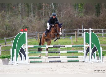 Zangersheider, Jument, 8 Ans, 160 cm, Bai brun