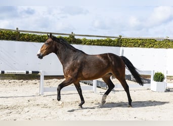 Zangersheider, Jument, 8 Ans, 161 cm, Bai