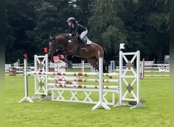 Zangersheider, Jument, 8 Ans, 162 cm, Bai