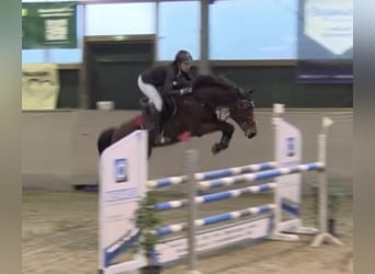 Zangersheider, Jument, 8 Ans, 162 cm, Bai