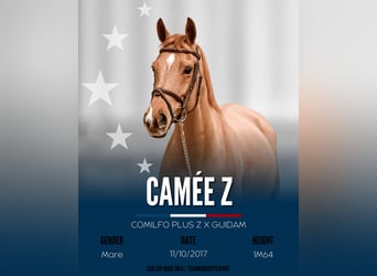 Zangersheider, Jument, 8 Ans, 164 cm, Alezan