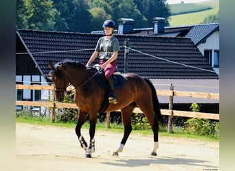 Zangersheider, Jument, 8 Ans, 164 cm, Bai brun