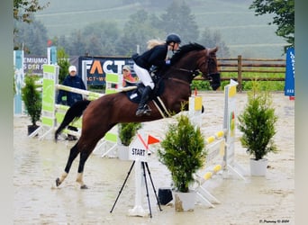 Zangersheider, Jument, 8 Ans, 164 cm, Bai brun