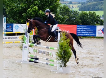 Zangersheider, Jument, 8 Ans, 164 cm, Bai brun