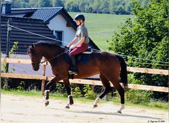 Zangersheider, Jument, 8 Ans, 164 cm, Bai brun