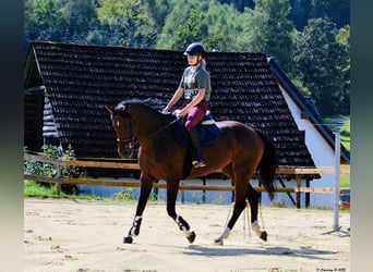 Zangersheider, Jument, 8 Ans, 164 cm, Bai brun