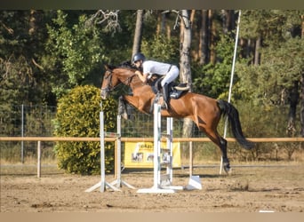 Zangersheider, Jument, 8 Ans, 165 cm, Bai