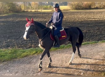 Zangersheider, Jument, 8 Ans, 166 cm, Noir