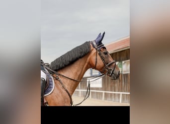 Zangersheider, Jument, 8 Ans, 167 cm, Bai