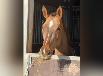 Zangersheider, Jument, 8 Ans, 168 cm, Alezan brûlé