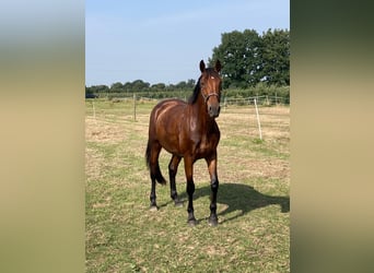 Zangersheider, Jument, 8 Ans, 169 cm, Bai
